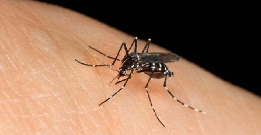 Come vincere la guerra con le zanzare