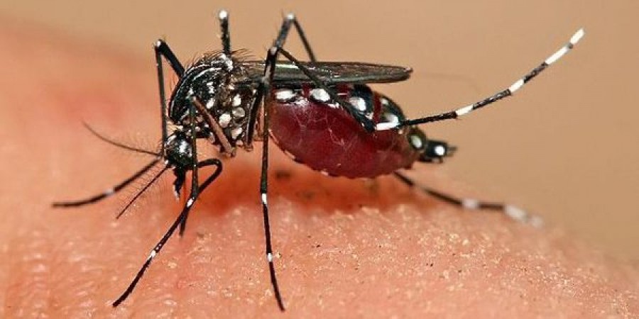Anti-zanzare fai da te? Provare per credere